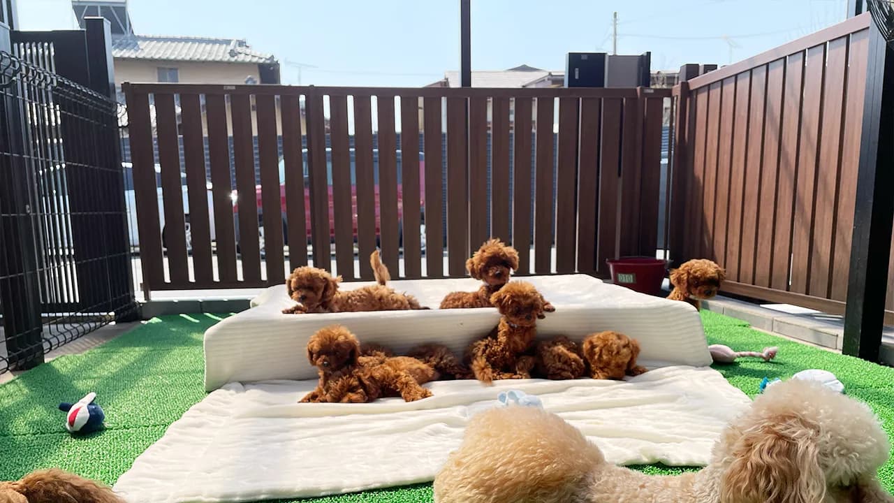 外のドッグラン
