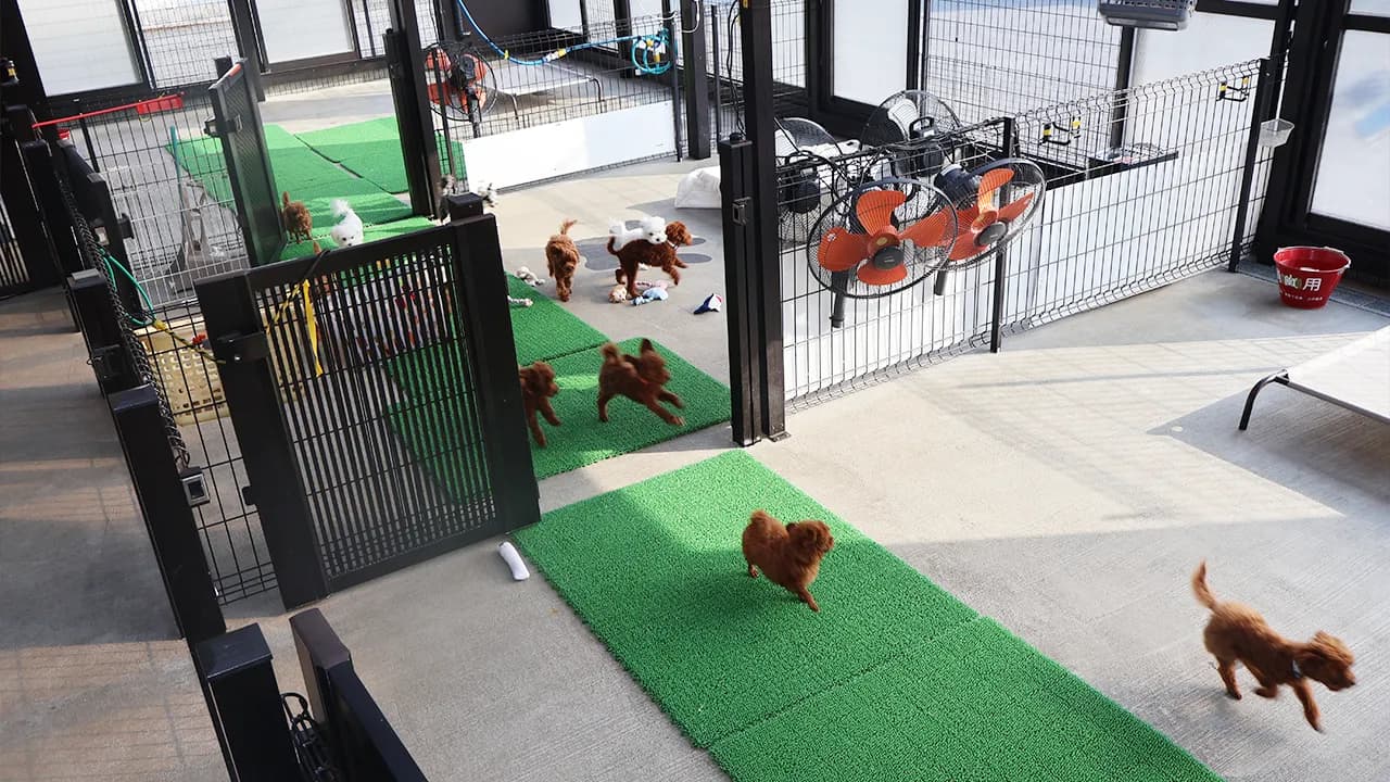中のドッグラン