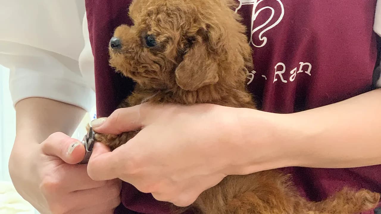 子犬のケア