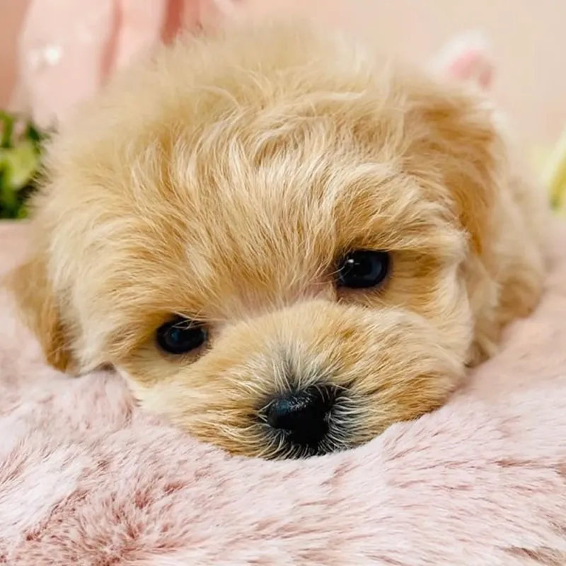 可愛い子犬1