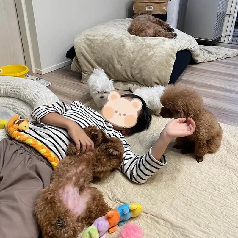 可愛い子犬2
