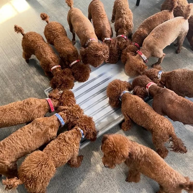 可愛い子犬3