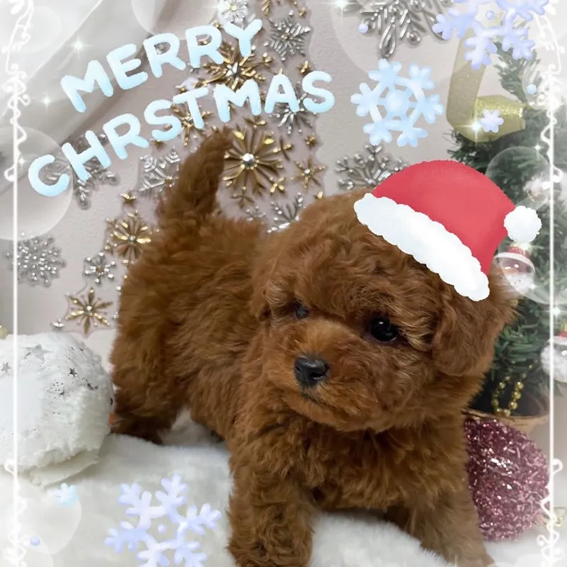 可愛い子犬4