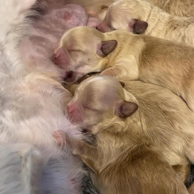 可愛い子犬5