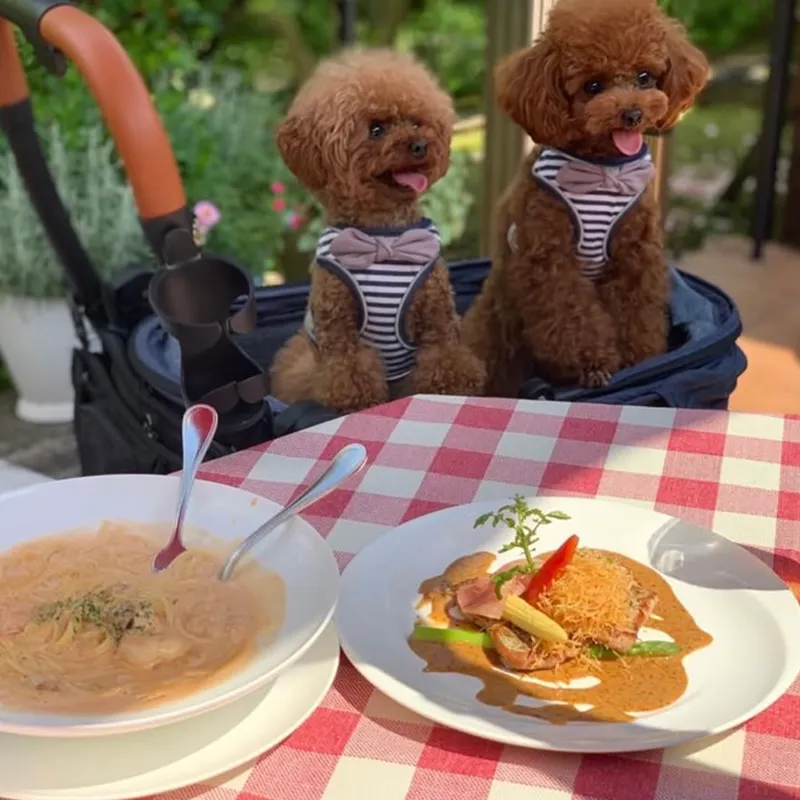 可愛い子犬7