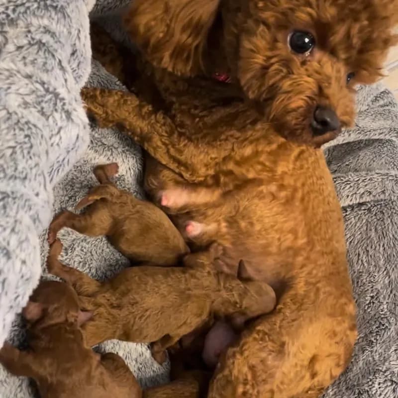 可愛い子犬8