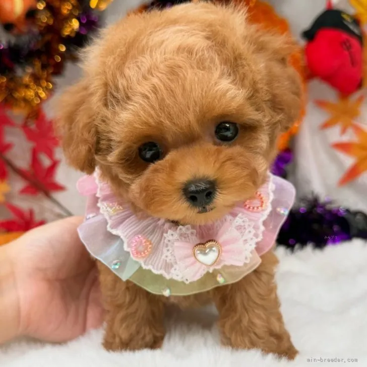 子犬の写真