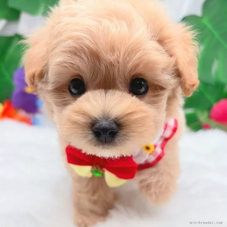 子犬の写真