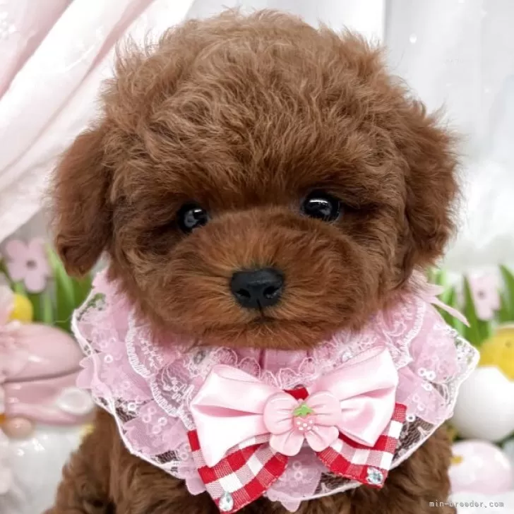子犬の写真