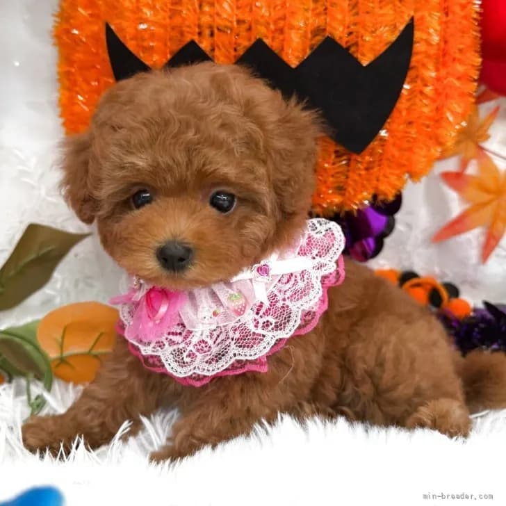 子犬の写真