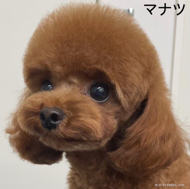 母犬の写真