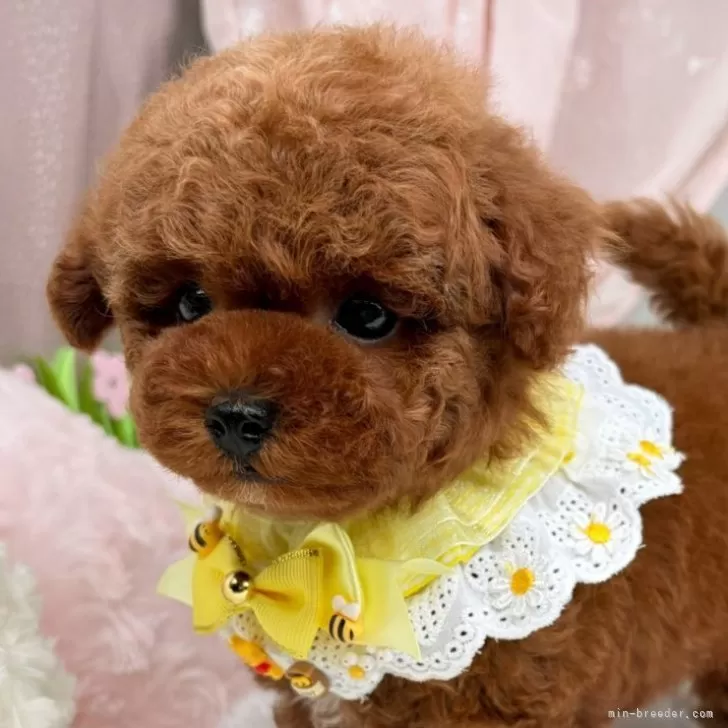 子犬の写真