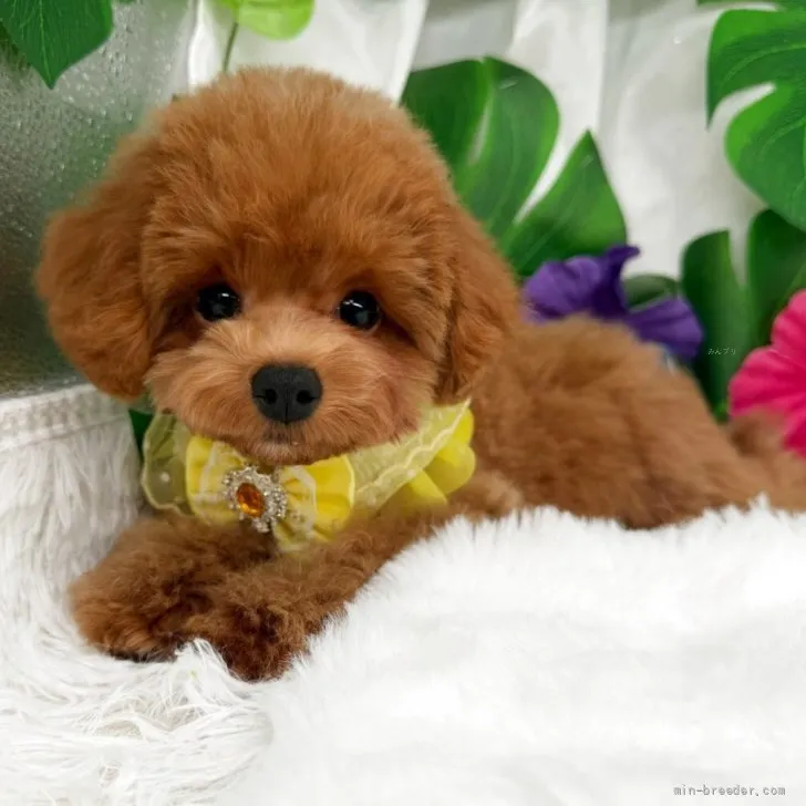 子犬の写真