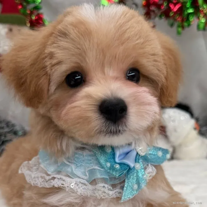 子犬の写真