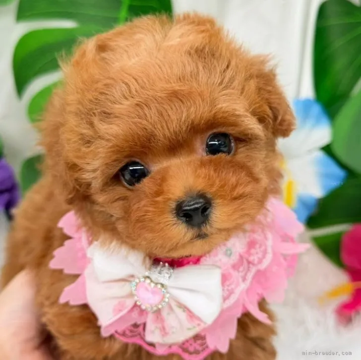 子犬の写真
