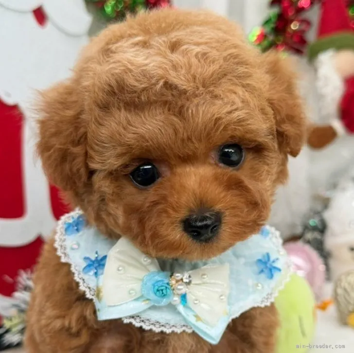 子犬の写真