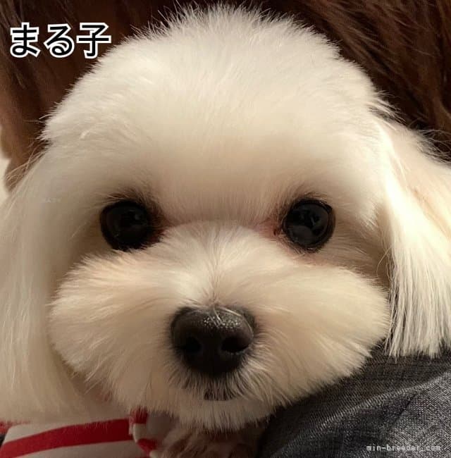 母犬の写真