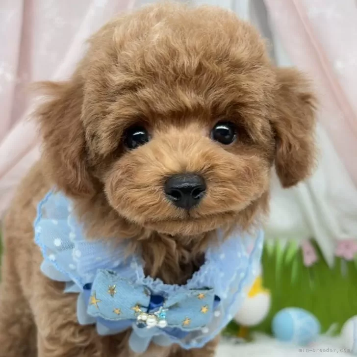 子犬の写真