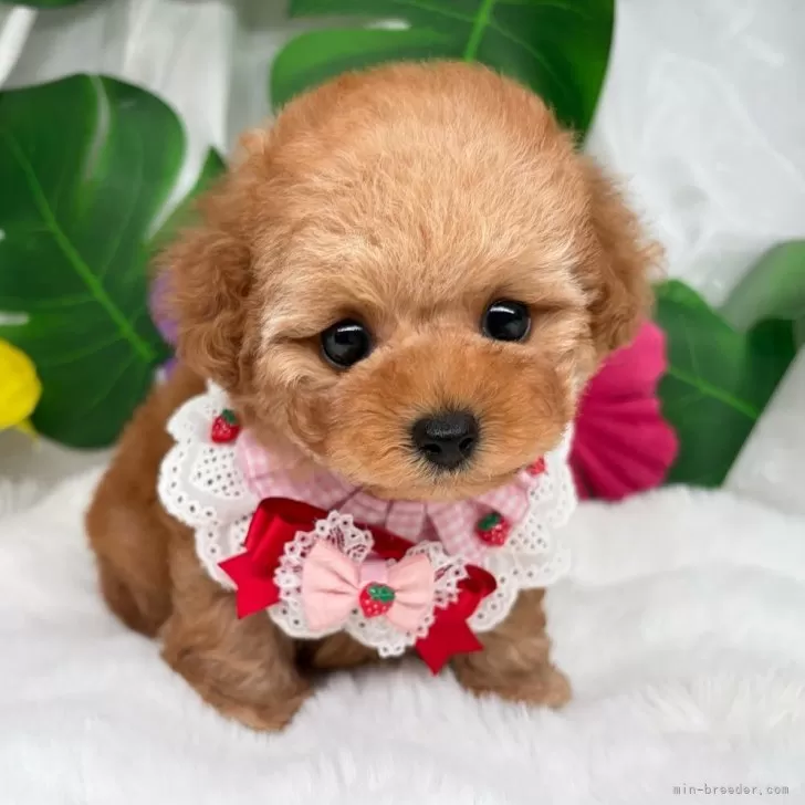 子犬の写真