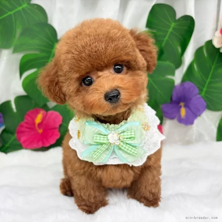 子犬の写真