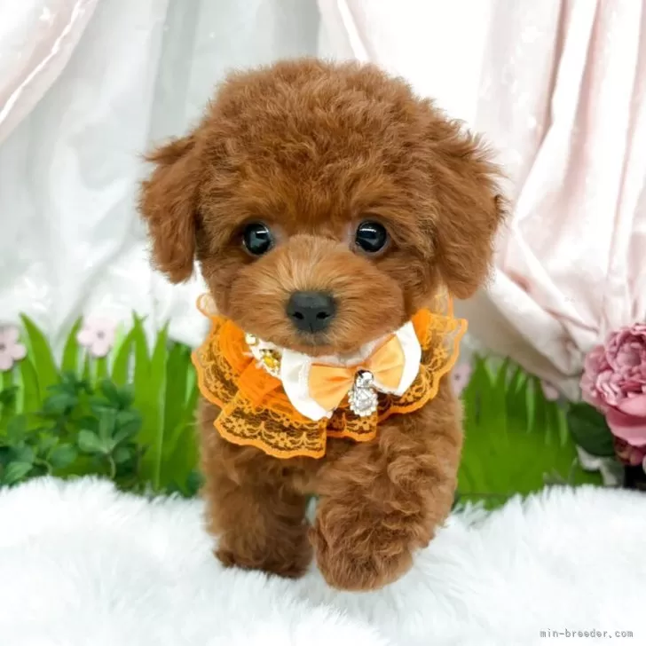 子犬の写真