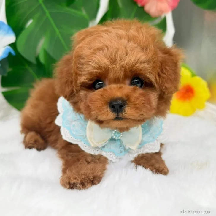 子犬の写真