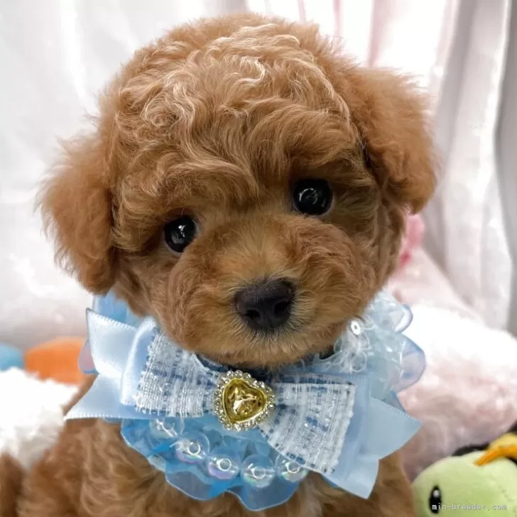 トイプードルの写真