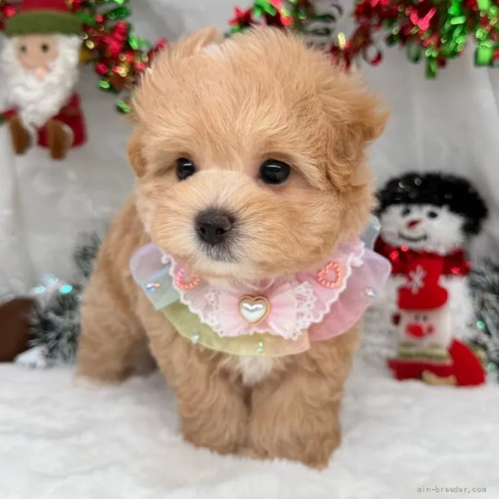 子犬の写真