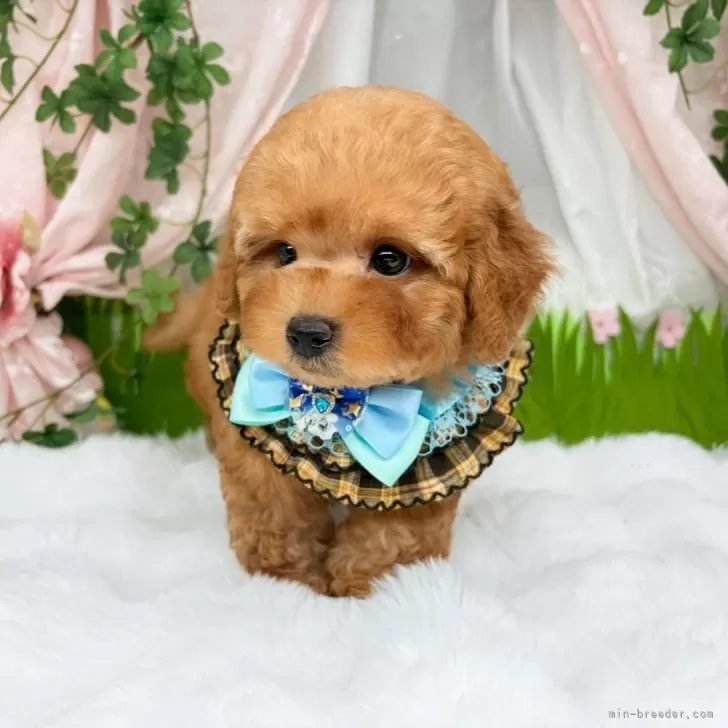 子犬の写真