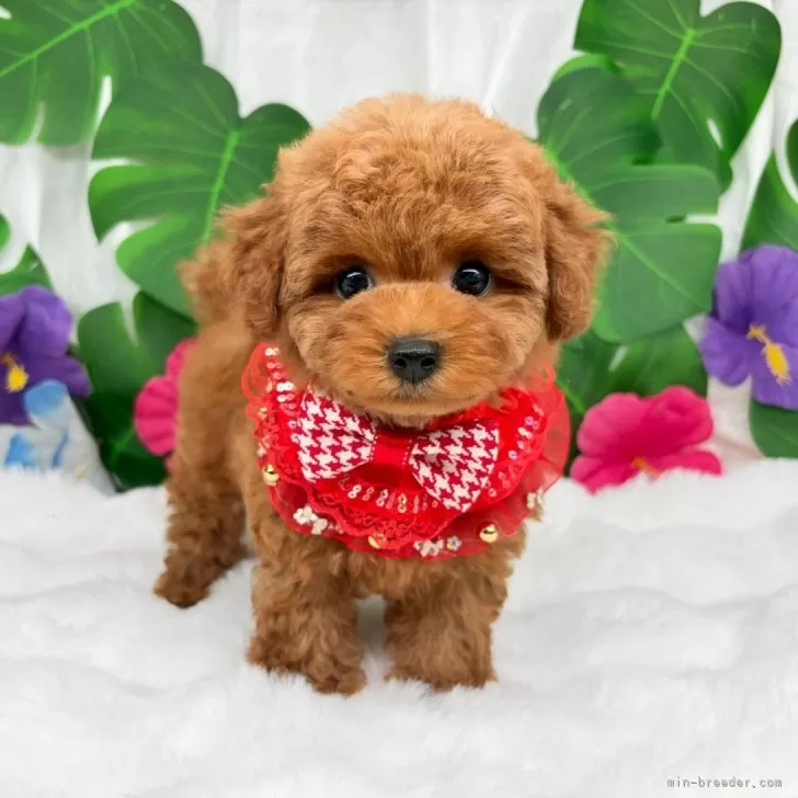 子犬の写真