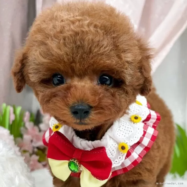 子犬の写真