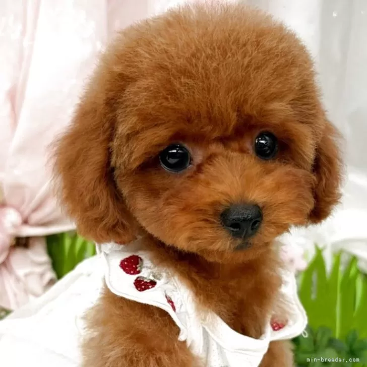 子犬の写真