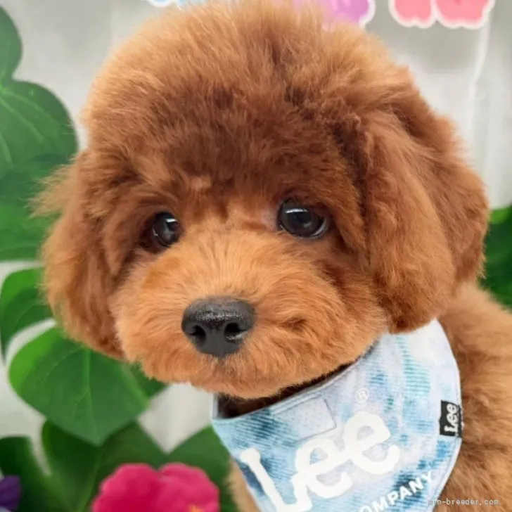 子犬の写真