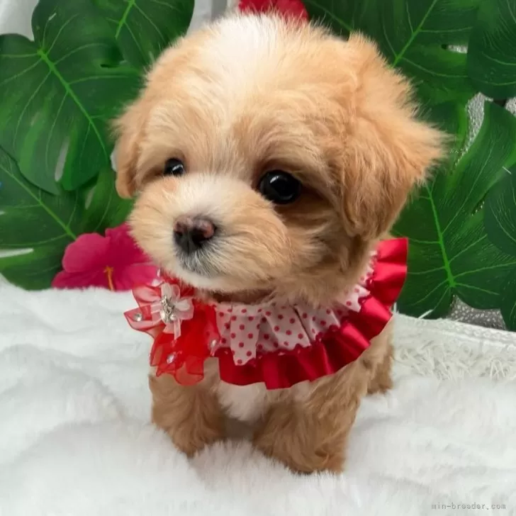 子犬の写真