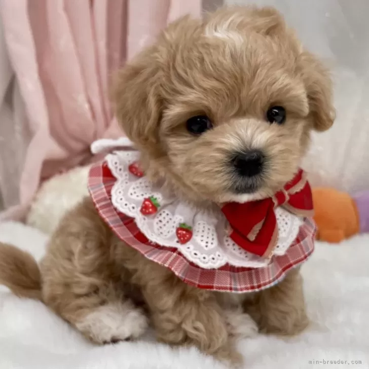 マルプーの写真