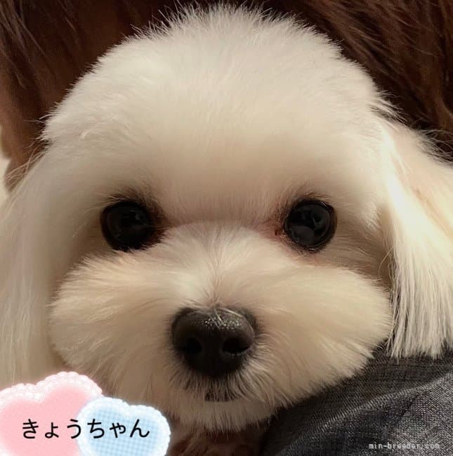 母犬の写真