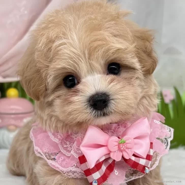 子犬の写真