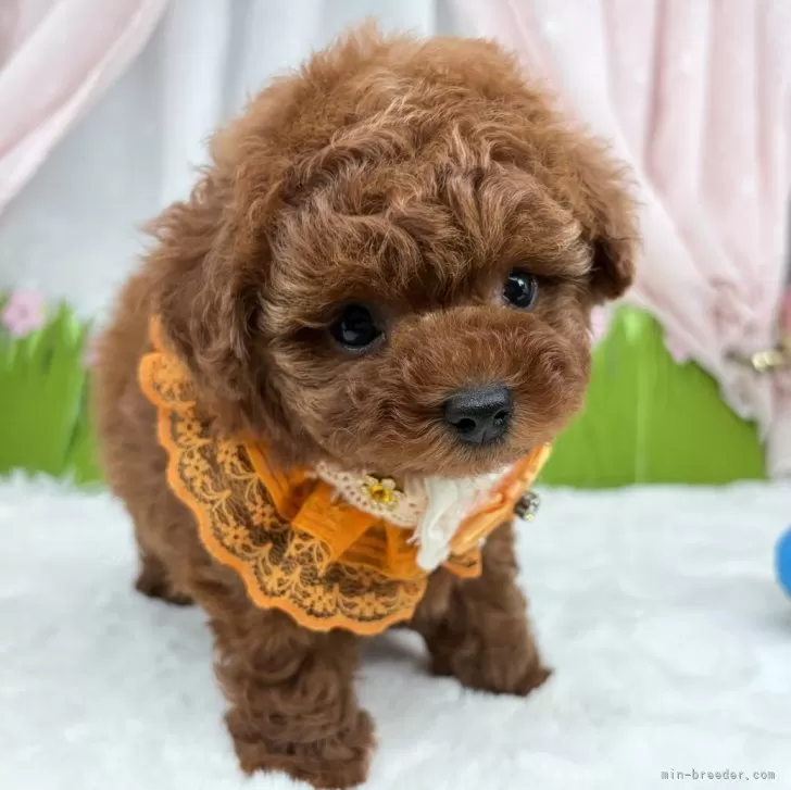 子犬の写真