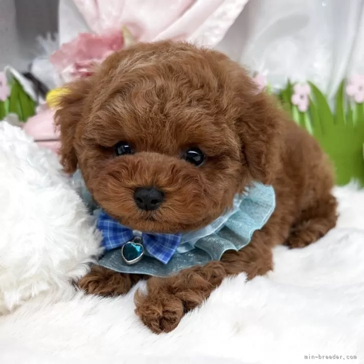 子犬の写真