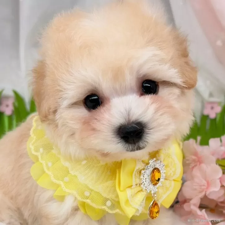 子犬の写真
