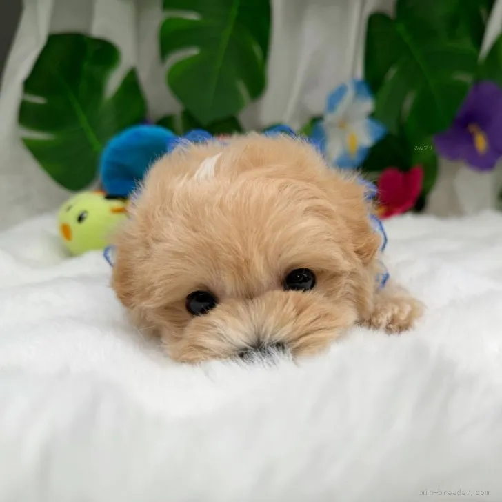 子犬の写真