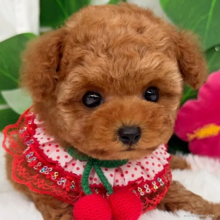 子犬の写真