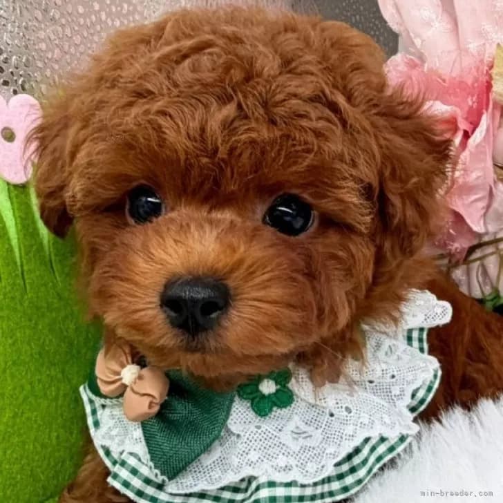 子犬の写真