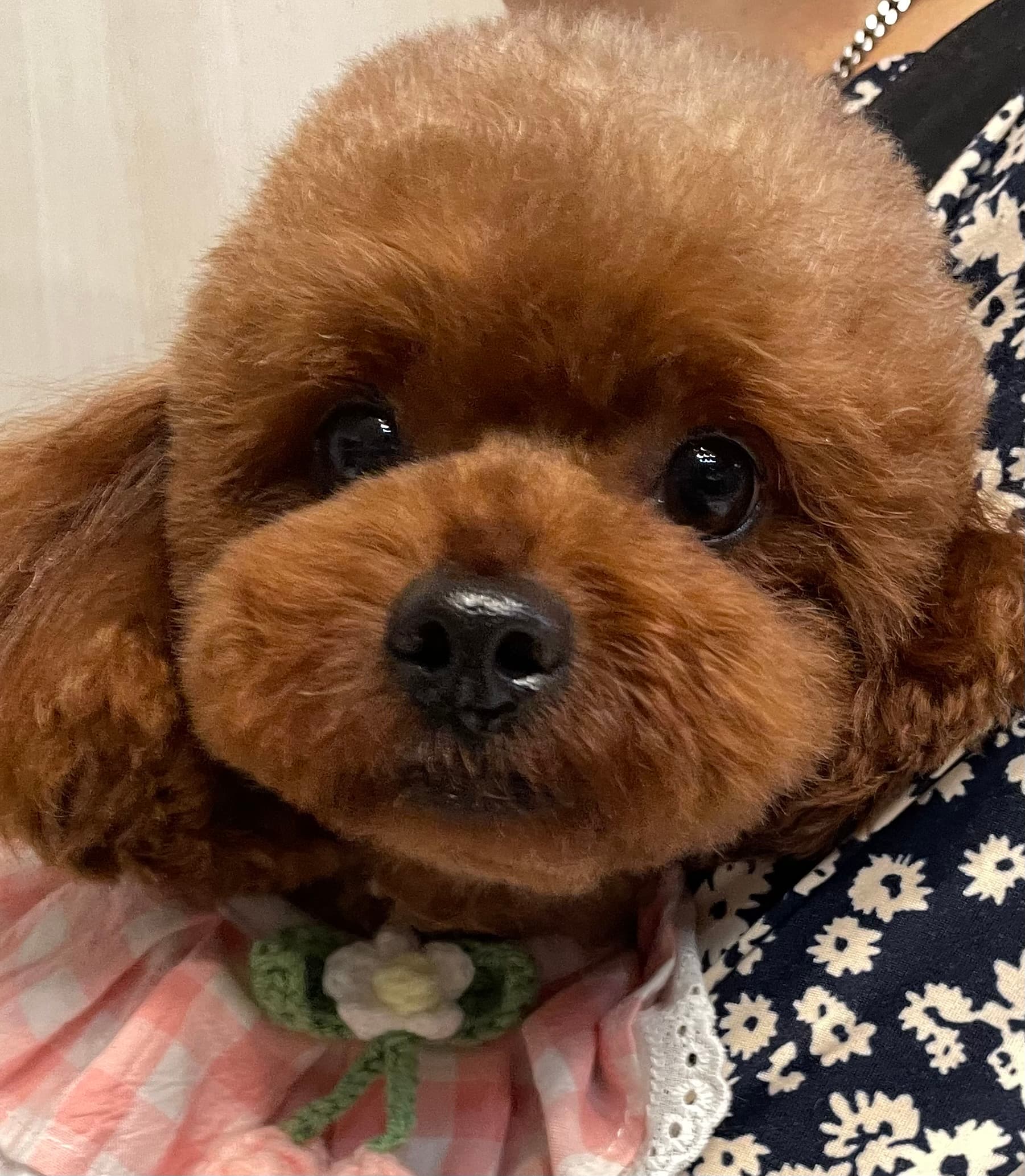 トイプードルの写真