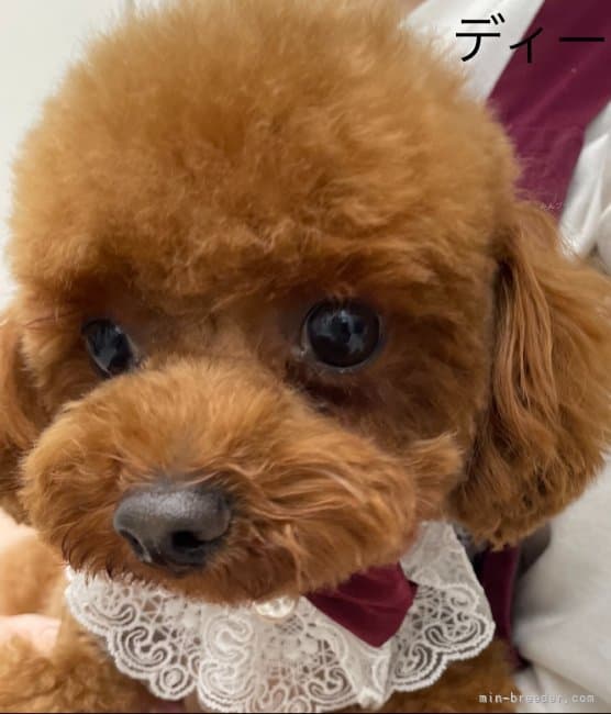 母犬の写真