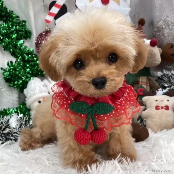 トイプードルの写真