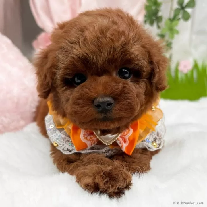 子犬の写真