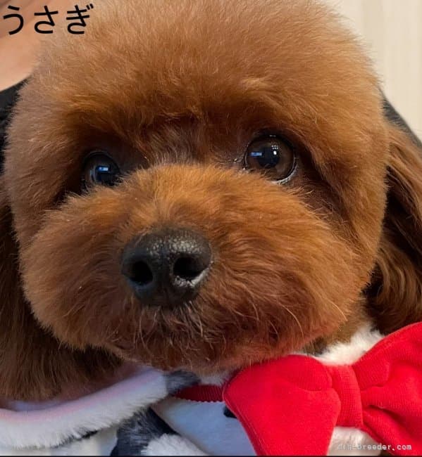 母犬の写真