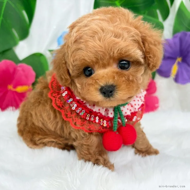 子犬の写真