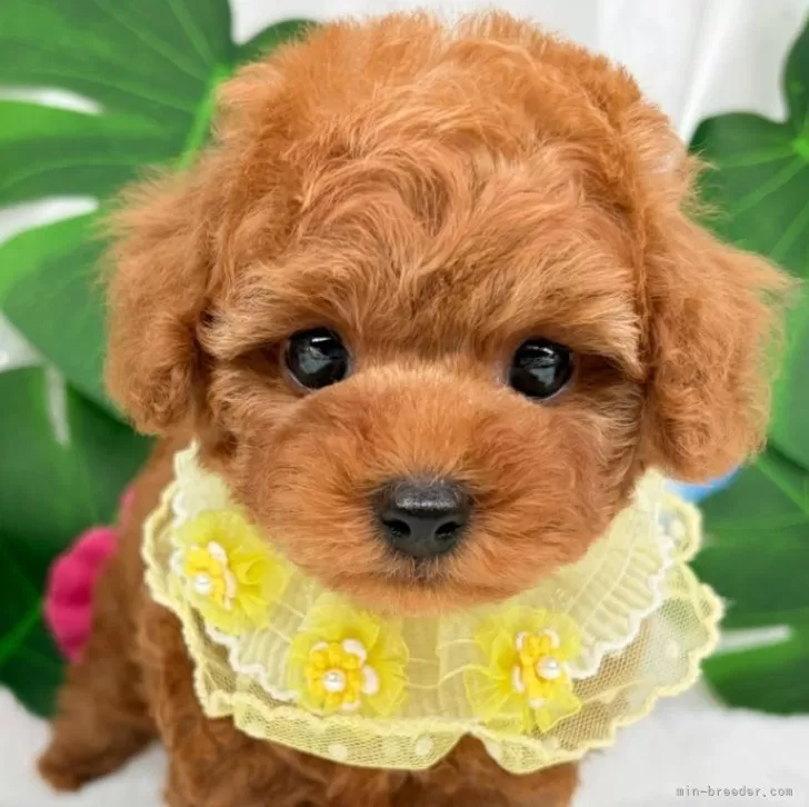 子犬の写真